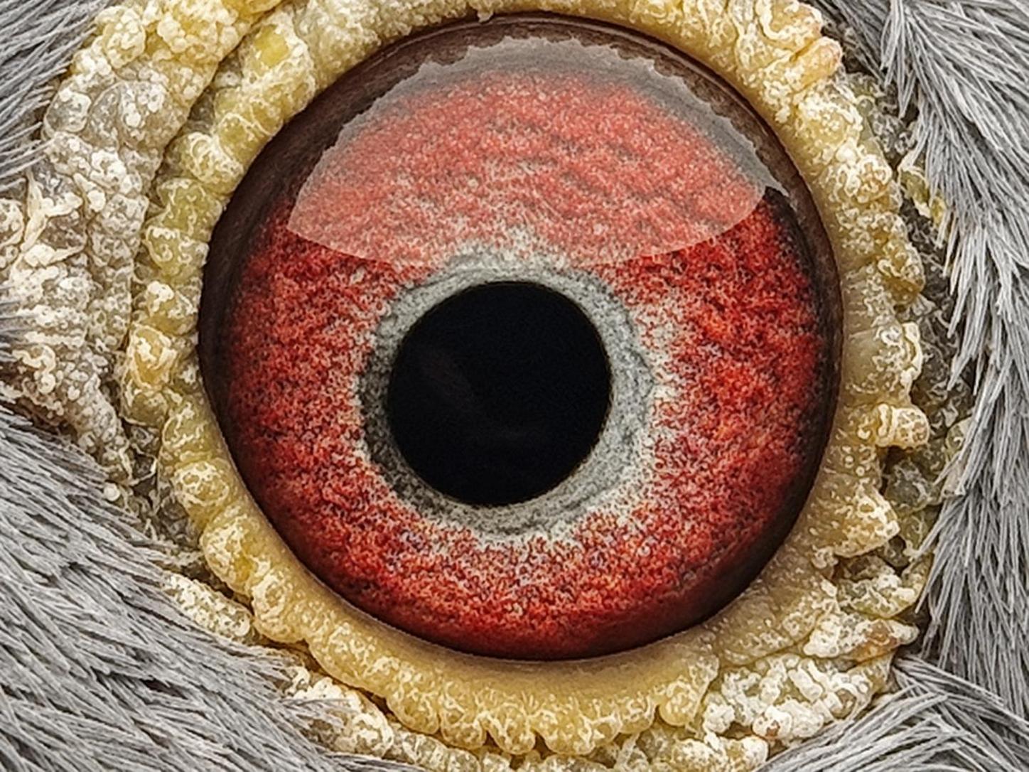 Pigeon eye